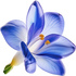 Blue freesia